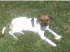 Jerry* Jack Russell Terrier Adult Male