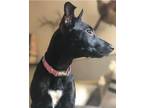 Adopt Pickles a Black Labrador Retriever, Plott Hound