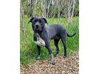 Maggie (6230) Australian Cattle Dog Adult Female