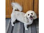 Leo Poodle (Miniature) Adult Male