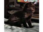 Meatball Domestic Shorthair Kitten Male
