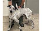 Alfie Hound (Unknown Type) Adult Male