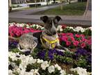 Adopt Izzy a Canaan Dog