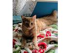 Ron Maine Coon Male