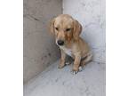 Rayne Labrador Retriever Puppy Male