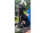 Adopt Vera a Wirehaired Terrier, Mixed Breed