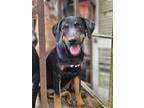 Adopt Cee Cee a Catahoula Leopard Dog, Labrador Retriever