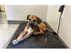 Nugget German Shepherd Dog Puppy Male