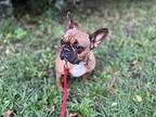 Milly French Bulldog Adult Female