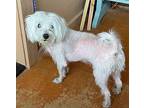 Lola KPA Maltese Adult Female