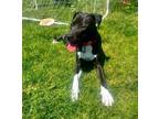Adopt Scarlet a Labrador Retriever