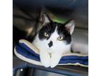 Adopt Cookie a Domestic Short Hair