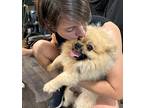 Bilbo Baggins Waller Pomeranian Adult Male
