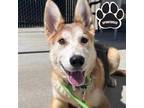 Gibson Husky Puppy Male