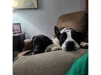 Sunni LOVE BUG American Pit Bull Terrier Adult Female