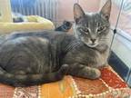 Adopt Clarice a American Shorthair