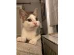 Adopt Cadbury a American Shorthair