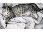 Adopt Belladonna a American Shorthair