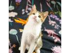 Adopt Amaryllis a American Shorthair