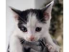 Adopt LOLA (AVAIL PRE-ADOPTION) a Tabby