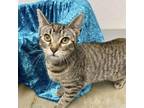 Adopt Tabitha a Domestic Short Hair