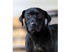 Adopt Catelyn a Labrador Retriever, Beagle