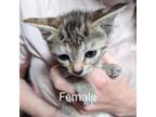 Adopt Maxine a Domestic Short Hair