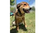 Adopt Bailey a German Shepherd Dog