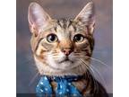 Adopt Rubble a Domestic Short Hair, Tabby
