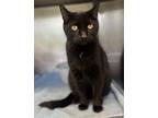 Adopt Crow a Domestic Short Hair
