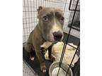 Adopt Frank a Pit Bull Terrier