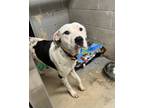Adopt CREEK a Pit Bull Terrier, Mixed Breed
