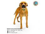 Adopt TRITION a Black Mouth Cur
