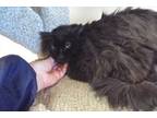 Adopt Splat a Domestic Long Hair