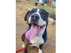 Adopt Kylo a Labrador Retriever, Pit Bull Terrier