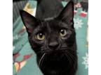 Adopt Wazoo a Domestic Short Hair