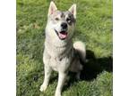 Adopt TIMBER a Siberian Husky
