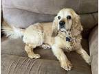 Adopt Milo N 24060 a Cocker Spaniel