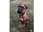 Adopt Max a Boxer