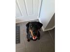 Adopt Kali a Black - with Tan, Yellow or Fawn Doberman Pinscher / Mixed dog in