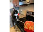 Adopt Sunni a Domestic Longhair / Mixed (short coat) cat in Bloomington