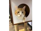 Adopt Koda / Riley a Domestic Shorthair / Mixed (short coat) cat in Sebastian