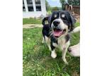 Adopt Sir Edward a Black - with White Sheltie, Shetland Sheepdog / Mixed Breed