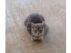 Adopt Silvi - Courtesy Listing a Gray or Blue Domestic Mediumhair cat in Dawson