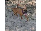 Adopt Mr. Hero 25675 a Boxer, Mixed Breed