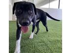 Adopt Rowdy a Labrador Retriever