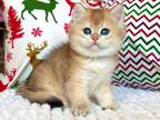 Lira Ny11 Black Golden Shaded British Shorthair
