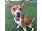 Adopt Oreo AKA Kai a Mixed Breed