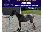Registered Homozygous Blue Roan Yearling