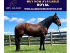 Friesian Rocky Mtn Mare